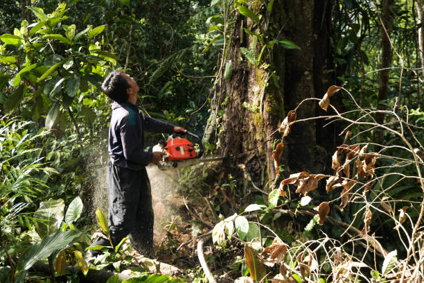 Best Emergency Tree Removal  in Bogalusa, LA