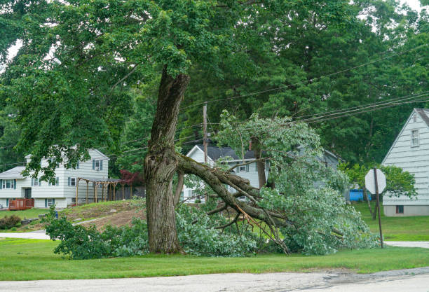 Best Storm Damage Tree Cleanup  in Bogalusa, LA